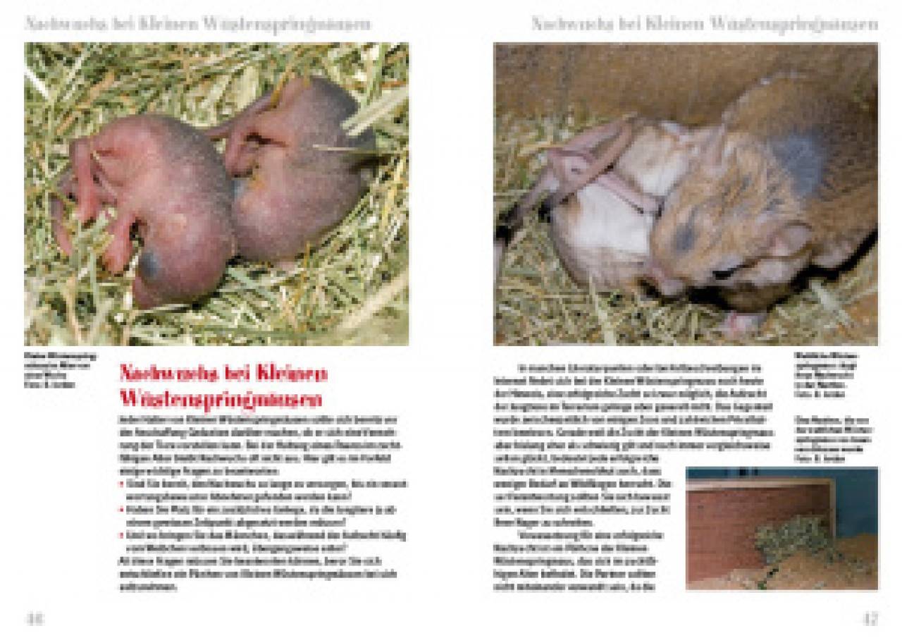 Die Kleine Wüstenspringmaus